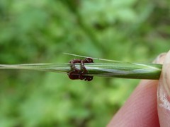 Dermacentor variabilis