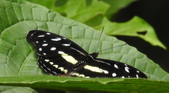 Catonephele acontius