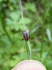 Dermacentor variabilis