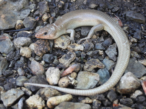 iNaturalist observation photo of Gilbert's Skink