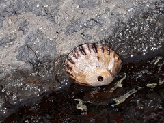 Cellana