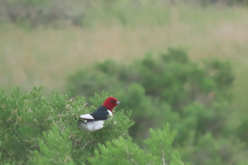 Red-headed Woodpecker
