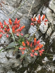 Dudleya cymosa pumila