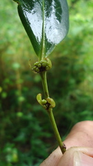 Chaetocarpus myrsinites