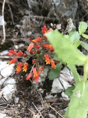 Dudleya cymosa pumila