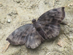 Achlyodes
