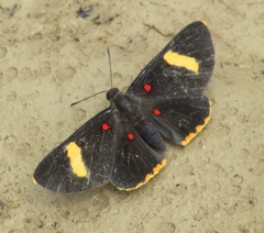 Melanis electron