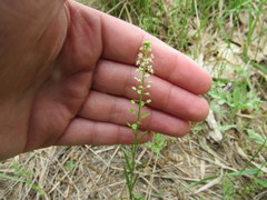 Lepidium ruderale