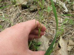 Lepidium ruderale