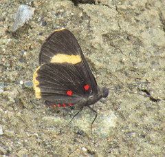 Melanis electron