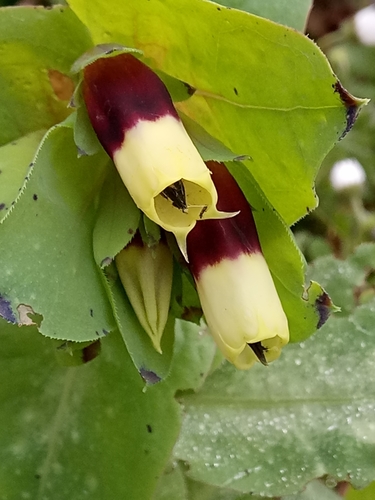 Cerinthe major image