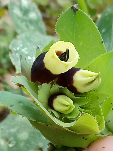 Cerinthe image