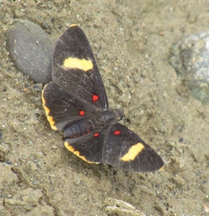 Melanis electron