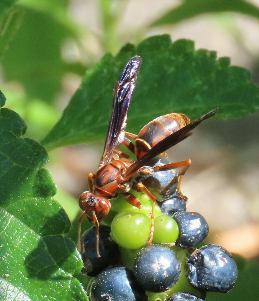 Northern Paper Wasp from Quail Valley Townhouses, Missouri City, TX ...