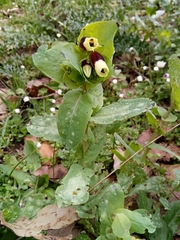 Cerinthe major image