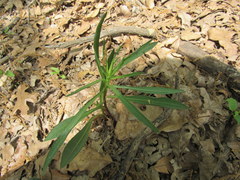 Liatris aspera