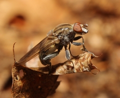 Brachyopa vacua