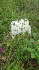 Penstemon tubaeflorus