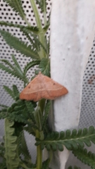 Lepidoptera