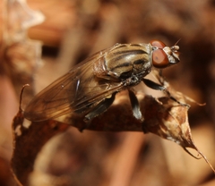 Brachyopa vacua