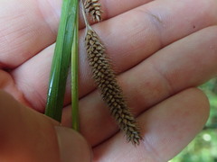 Carex ochrosaccus