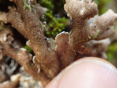 Pseudocyphellaria intricata