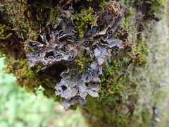 Pseudocyphellaria intricata