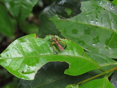 Meropachyini
