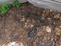 Coluber constrictor foxii