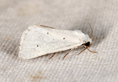 iNaturalist observation photo of Grotella