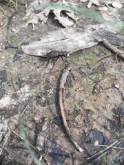 Apterodela unipunctata