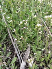 Capsella orientalis