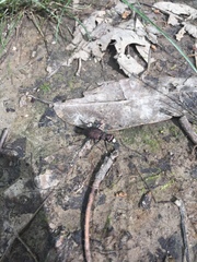 Apterodela unipunctata