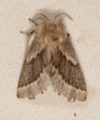 iNaturalist observation photo of Tent Caterpillar Moths