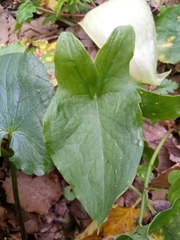 Arum italicum subsp. italicum image
