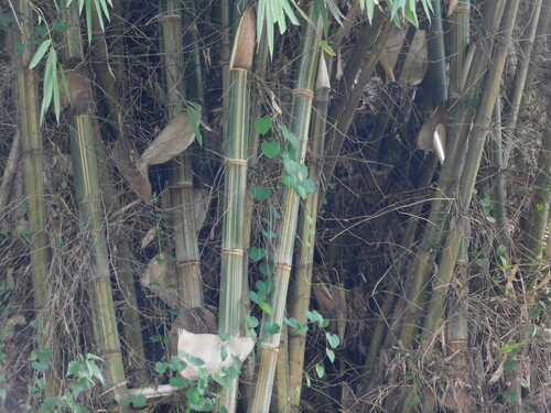 Image of Gigantochloa verticillata by (c) Ganjar Cahyadi, some rights reserved (CC BY)