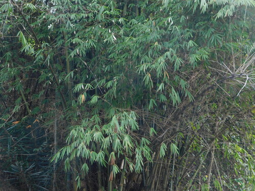 Image of Gigantochloa verticillata by (c) Ganjar Cahyadi, some rights reserved (CC BY)