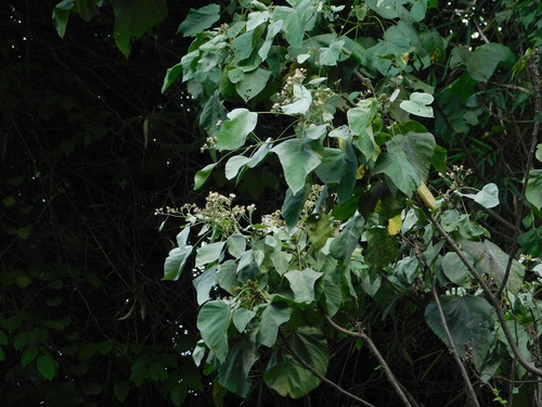 Image of Toilet Paper Tree (Melochia umbellata) by (c) Ganjar Cahyadi, some rights reserved (CC BY)