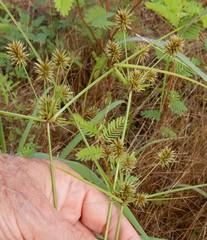 Cyperus retroflexus