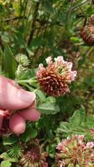 Trifolium reflexum