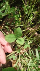 Trifolium reflexum