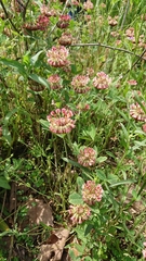 Trifolium reflexum