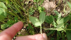 Trifolium reflexum