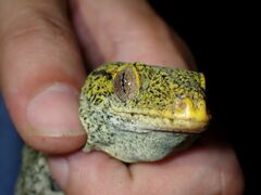 Western Giant Stump-Toed Gecko photo 2
