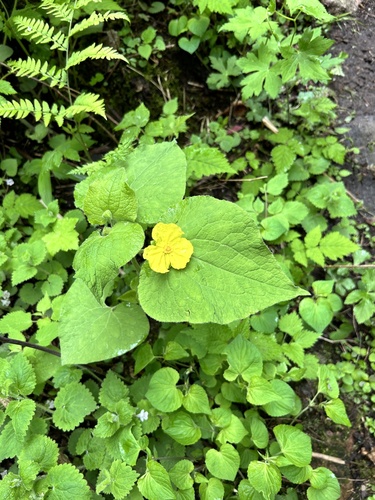Upright Wild-ginger
