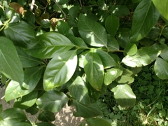 Chimonanthus praecox