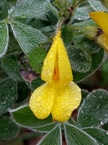 Cytisus villosus image