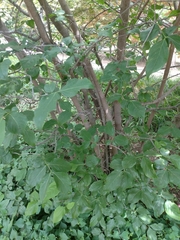 Chimonanthus praecox