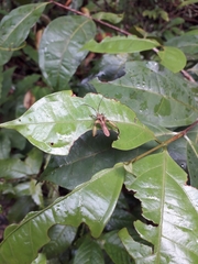 Meropachyini