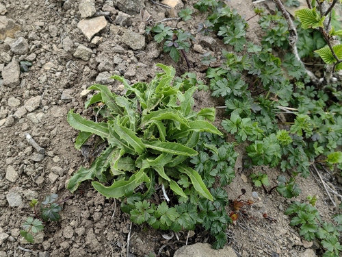 Crepis hokkaidoensis iNat (2)